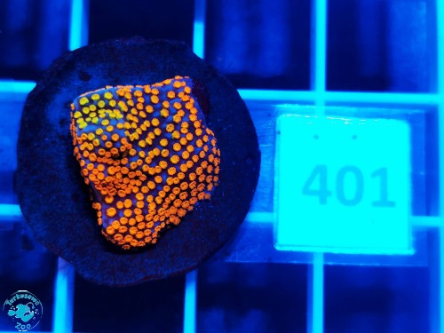 401 Montipora danae Rainbow