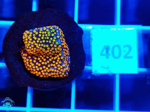 402 Montipora danae Rainbow