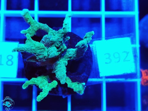 392 Montipora stellata - szczepka