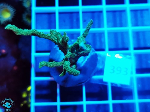 393 Montipora stellata - szczepka