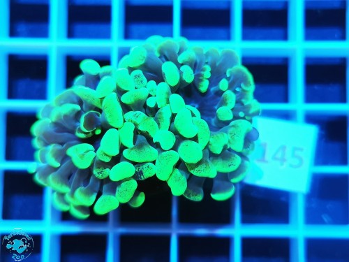 145 Euphyllia paraancora hammer green