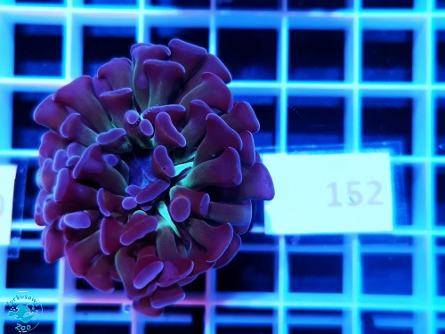 152 Euphyllia paraancora hammer purple