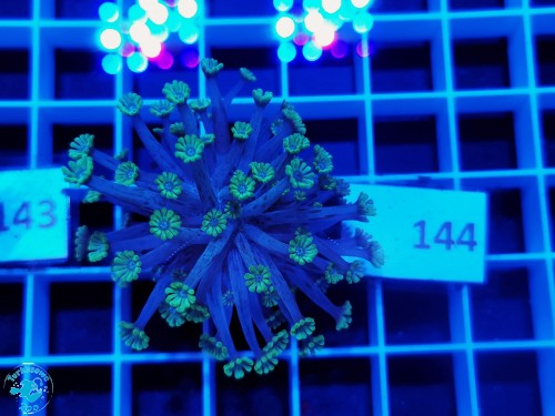 144 Alveopora spongiosa green