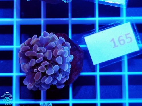 165 Euphyllia cristata orange
