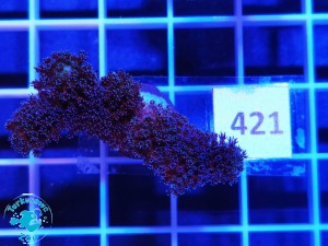 421 Stylophora Pistillata Milka 