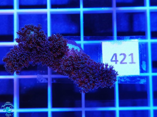 421 Stylophora Pistillata Milka