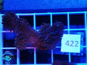 422 Stylophora Pistillata Milka 