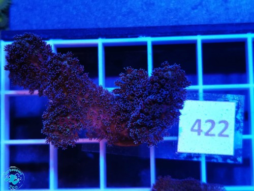 422 Stylophora Pistillata Milka
