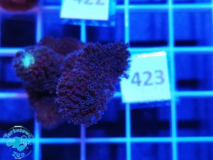 423 Stylophora Pistillata Milka 