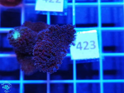 423 Stylophora Pistillata Milka