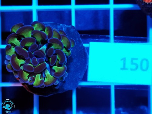 150 Euphyllia paraancora hammer purple green
