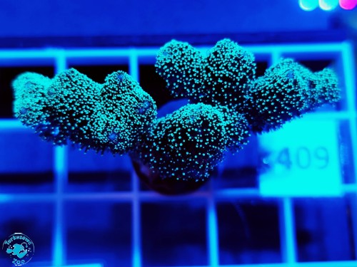 409 Seriatopora caliendrum