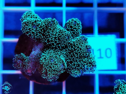410 Seriatopora caliendrum