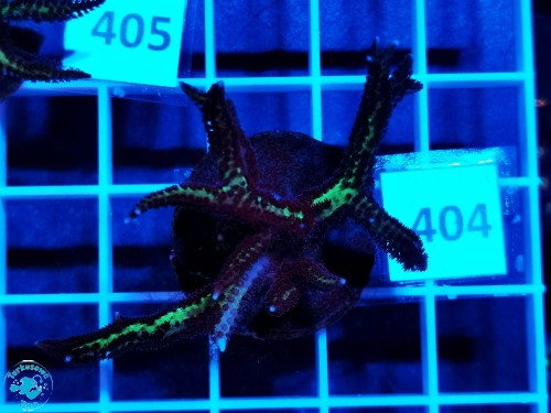 404 Seriatopora Hystrix bicolor