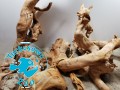 Red Moor Root