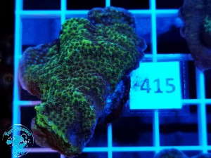 415 Montipora sp. 