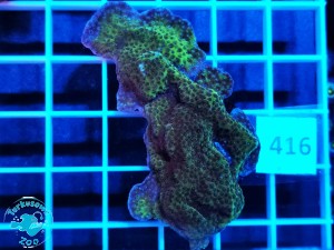 416 Montipora sp. 