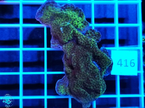 416 Montipora sp.