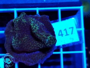 417 Montipora sp. 