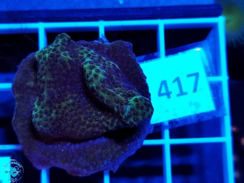 417 Montipora sp.