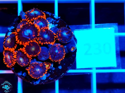 230 Zoanthus Fire and Ice - szczepka