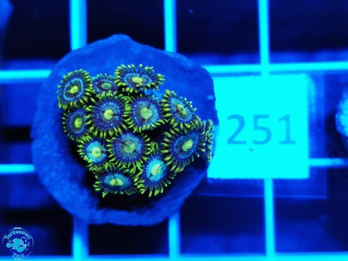 251 Zoanthus Blueberry Pie - szczepka