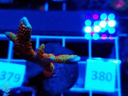 380 Montipora samarensis Bubble Gum