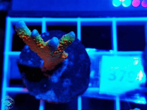 379 Montipora samarensis Bubble Gum