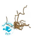 Red Moor Root