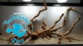 Red Moor Root