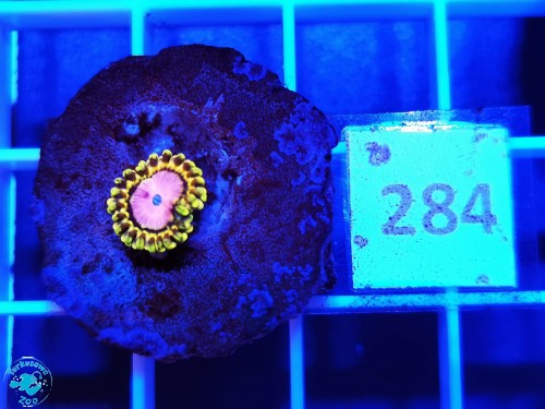 284 Zoanthus Pink Diamond - szczepka