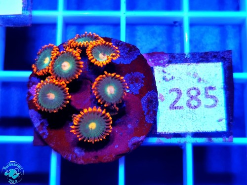 285 Zoanthus Gatorade - szczepka
