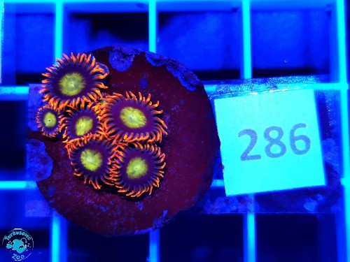 286 Zoanthus Orange Mandarin - szczepka