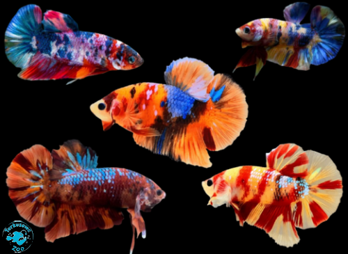 RYBA BOJOWNIK NEMO GALAXY SHORT TAIL