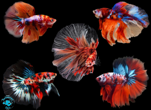 RYBA BOJOWNIK NEMO GALAXY LONG TAIL