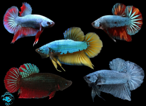 RYBA BOJOWNIK DRAGON SHORT TAIL