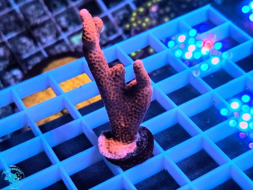 Montipora digitata Red