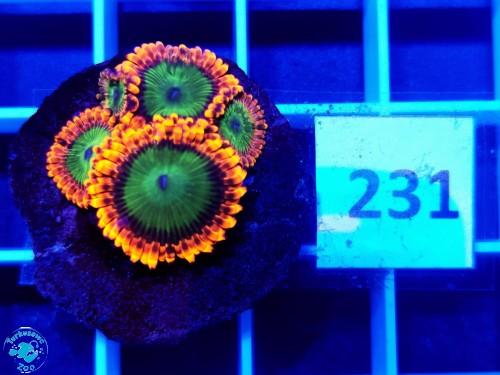 231 Zoanthus Electric Oompa Loompa - szczepka