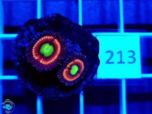 213 Zoanthus Lord of the Ring - szczepka (2p)