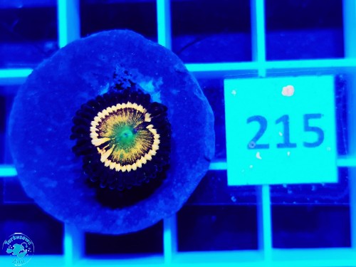 215 Zoanthus Citrus Cooler - szczepka