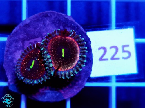 225 Zoanthus Hawaiian People Eater - szczepka  (2p)