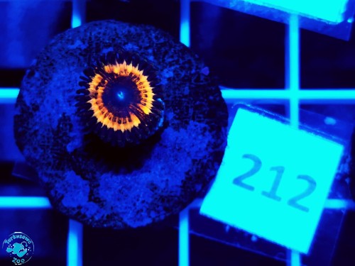 212 Zoanthus OG Vampire - szczepka