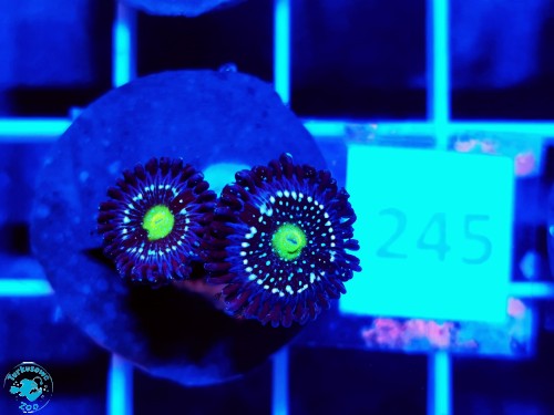 245 Zoanthus Blue Lagoon - szczepka  (2p)