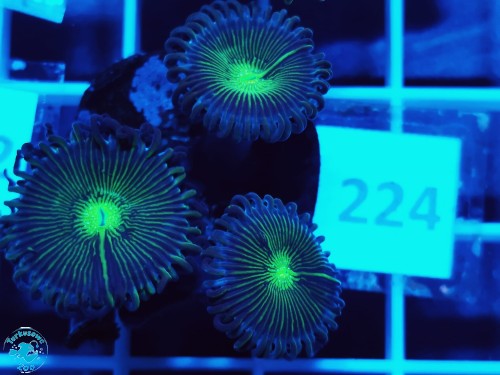 224 Zoanthus Green People Eater - szczepka  (3p)