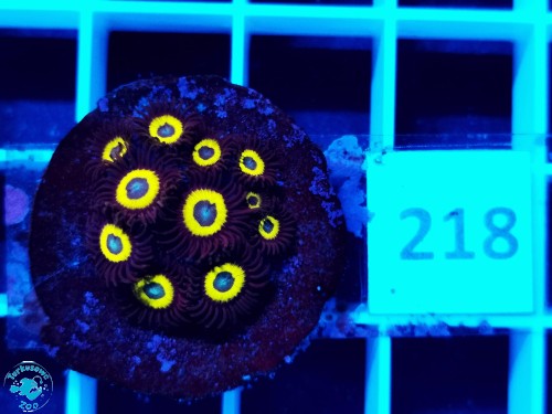218 Zoanthus Belladonna - szczepka  (10-12p)
