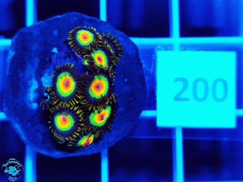 200 Zoanthus Rasta - szczepka(6-8p)