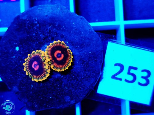 253 Zoanthus Mind Trick - szczepka  (2p)