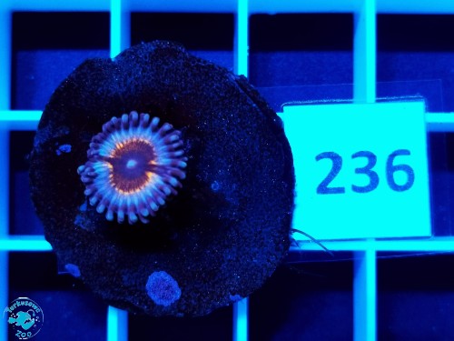 236 Zoanthus Sonic Flare - szczepka