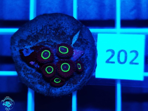 202 Zoanthus Teal Ring - szczepka  (5-6)