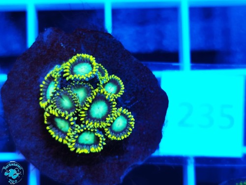 235 Zoanthus Radioactive Dragon Eye - szczepka (10-12p)